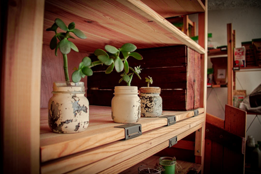 three jars with plants in them on a shelf on Earth Wise Budget