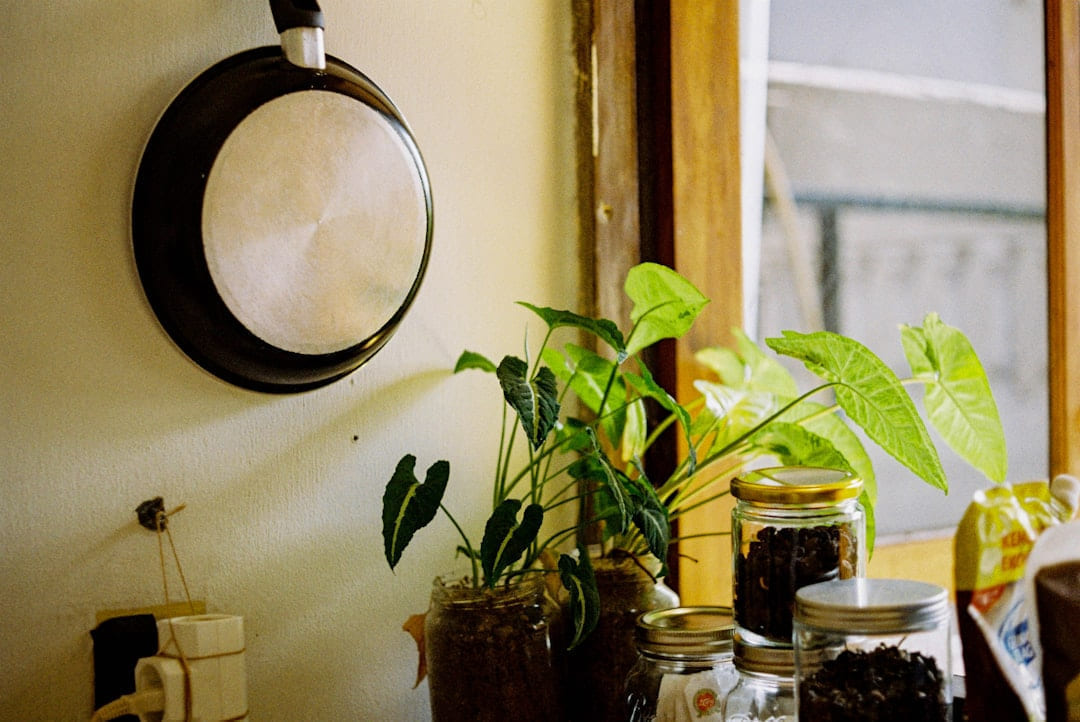 a potted plant sitting on top of a table next to a window on Earth Wise Budget